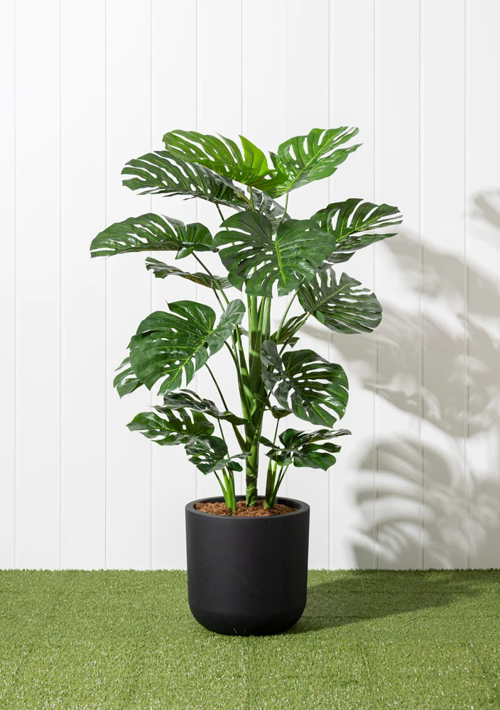 Jardinière de Monstera Pot Noir Rond