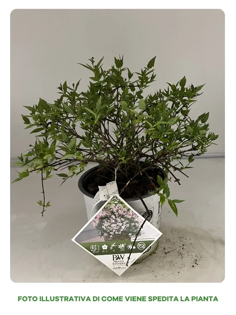 DEUTZIA ROSEA CHERRY BLOSSOM IN VASO 18CM