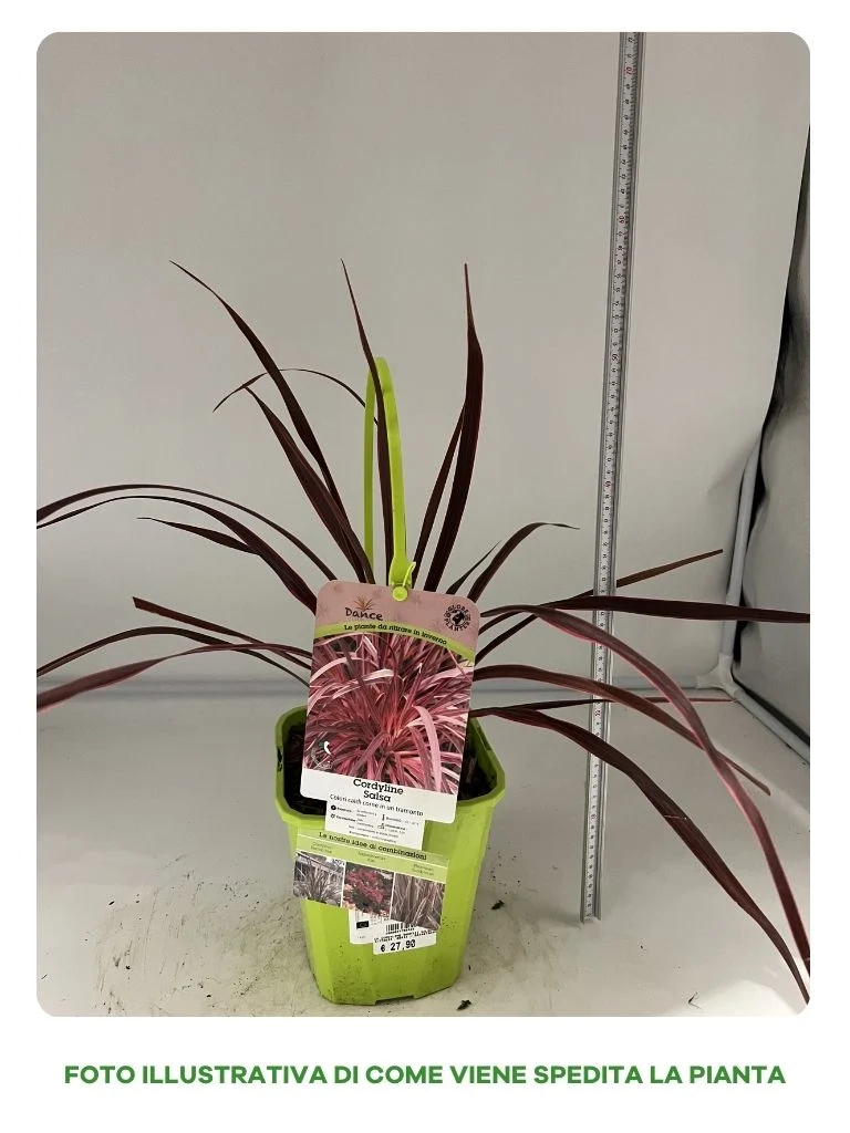 CORDYLINE SALSA IN VASO 19CM