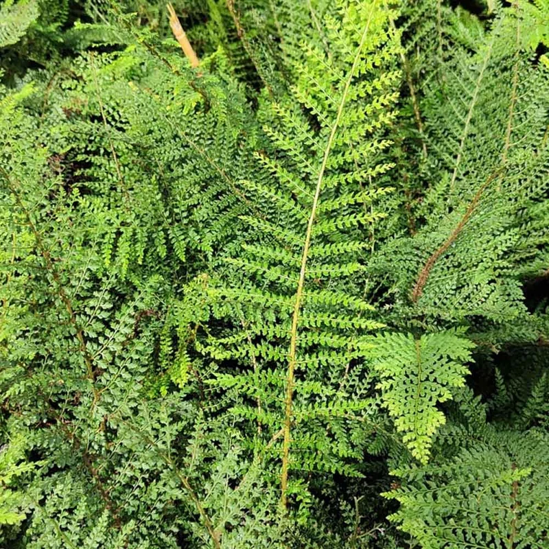 POLYSTICHUM SETIFERUM PROLIFERUM IN VASO 18CM