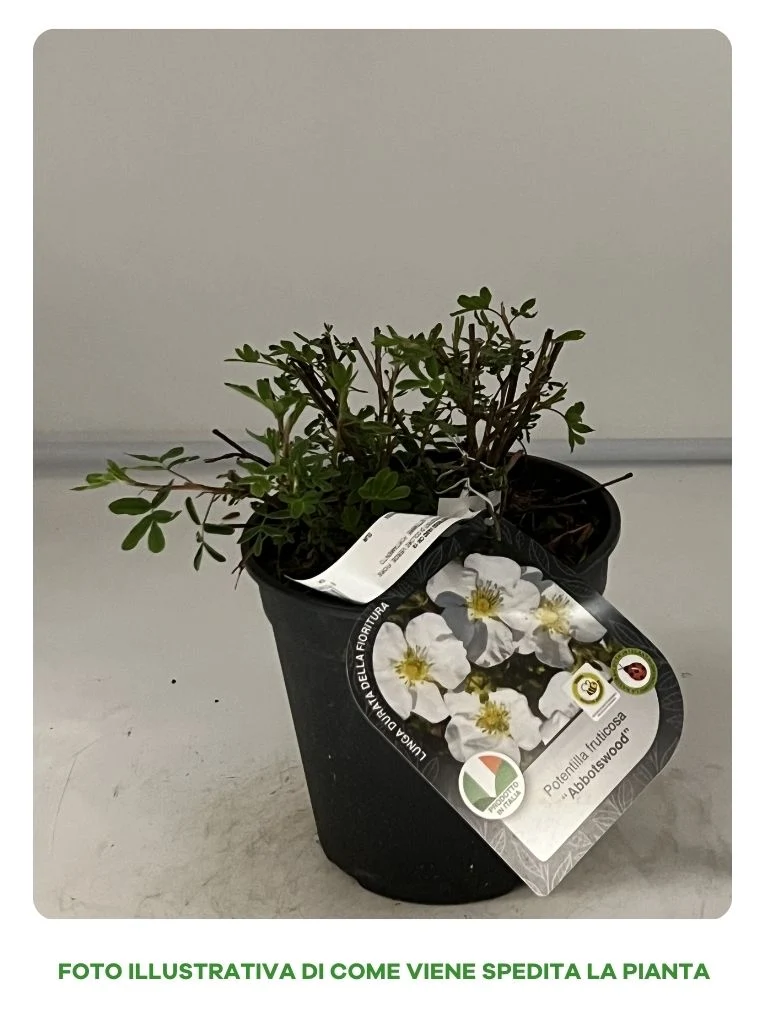 POTENTILLA FRUTICOSA ABBOTSWOOD IN VASO 18CM