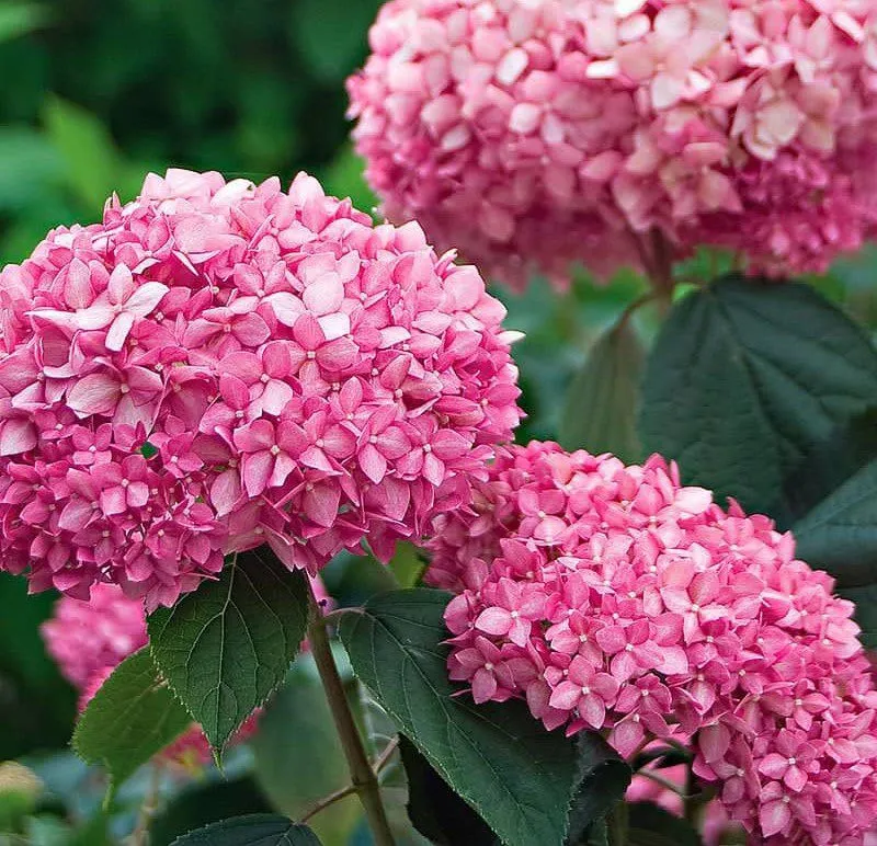 ORTENSIA HYDRANGEA FIORITA IN VASO 23CM