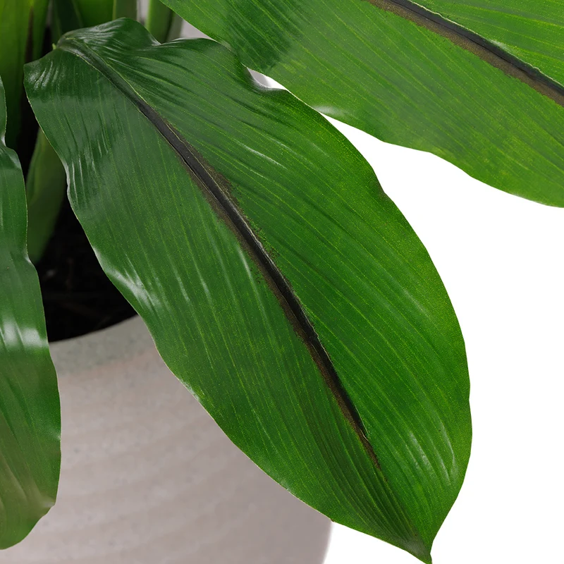 Curcuma Pot Pâle