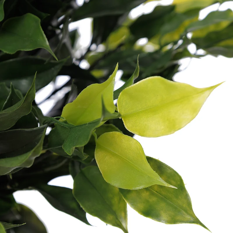 Jardinière de Topiaire de Ficus Pot Noir Rond