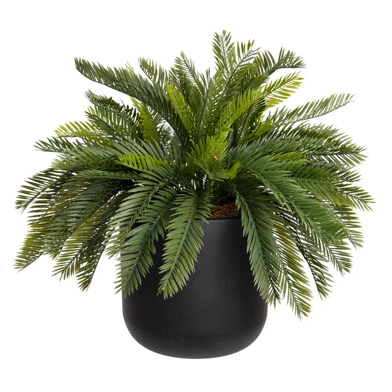 Jardinière de Cycas Pot Noir Rond