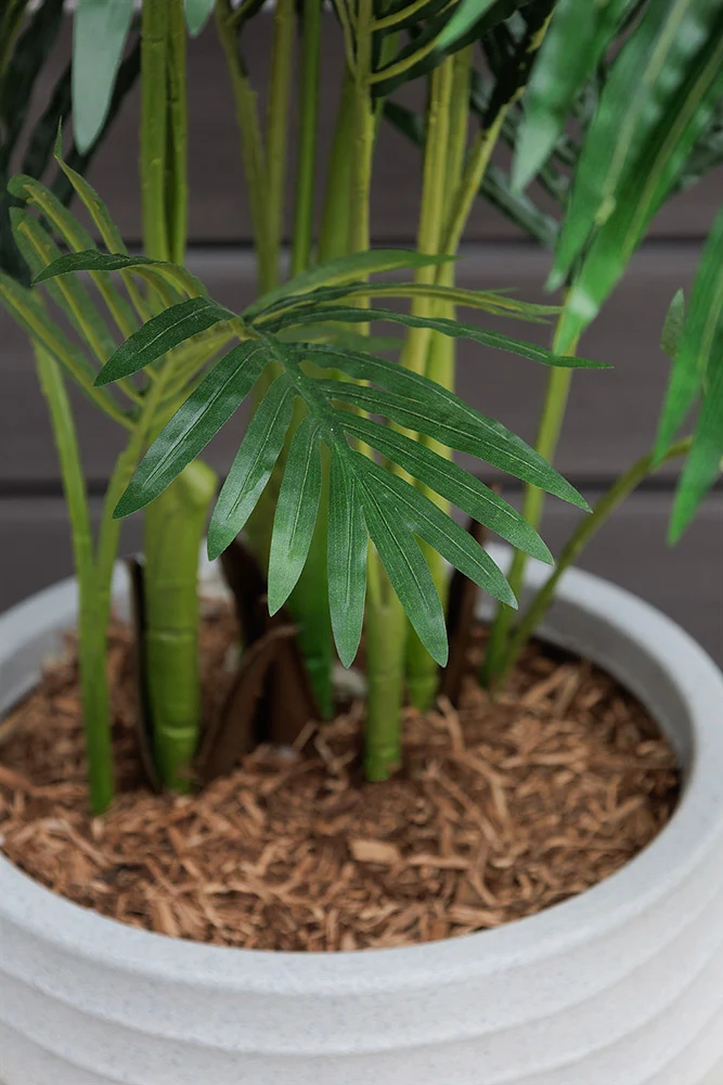 Palmier Areca Pot Pâle