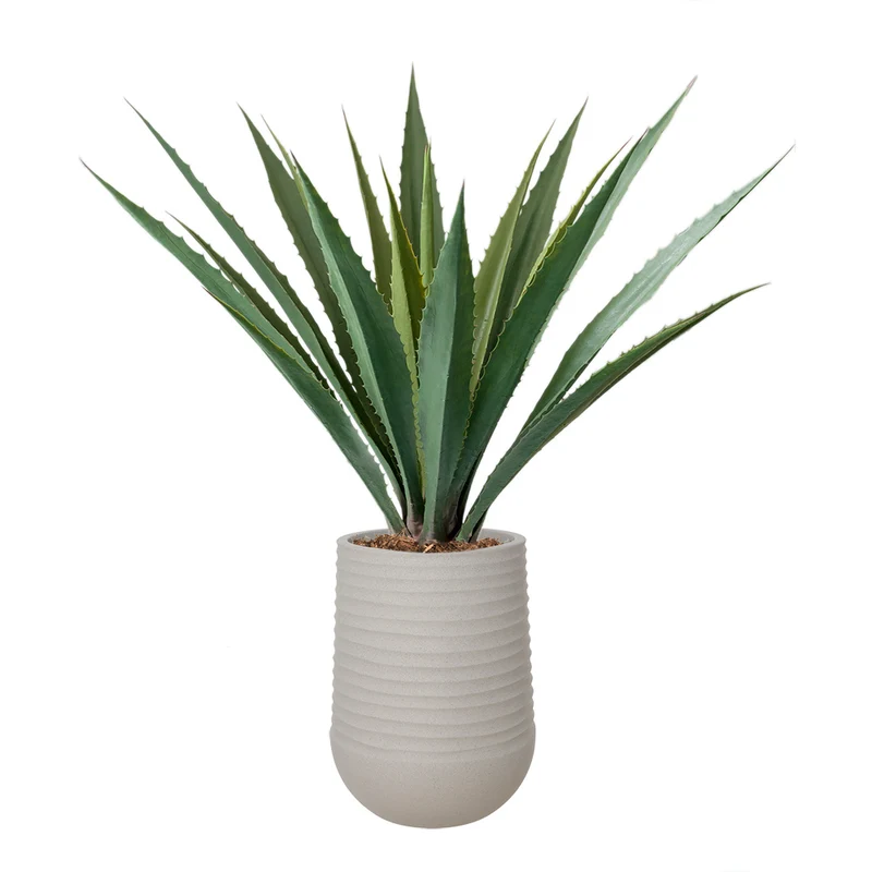 Agave Americana Pot Pâle