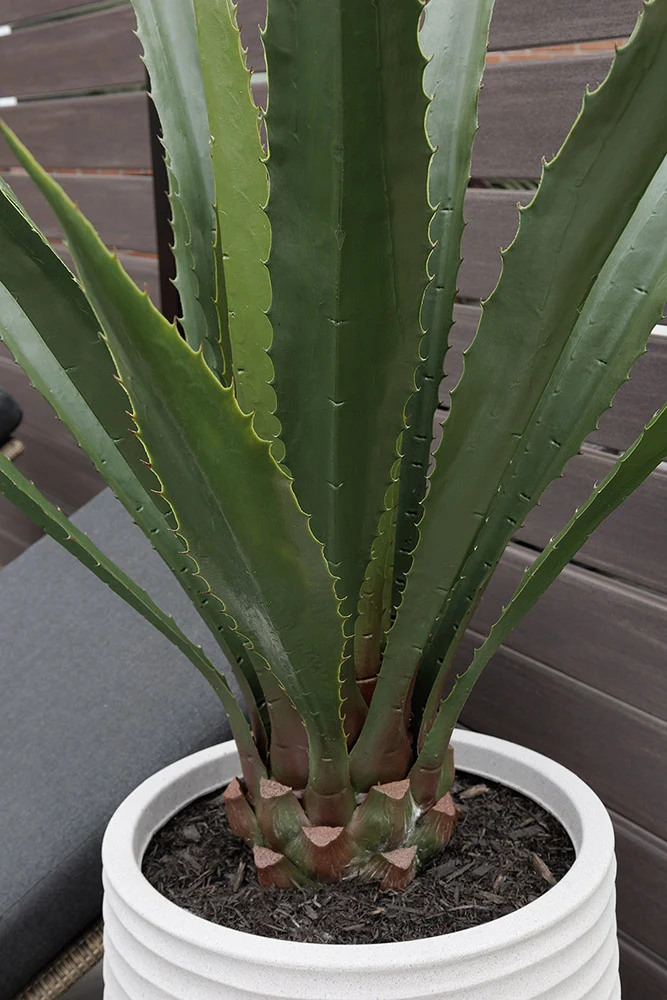 Agave Americana Pot Pâle