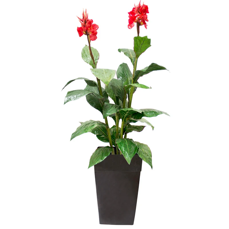 Canna en Fleurs Pot Noir
