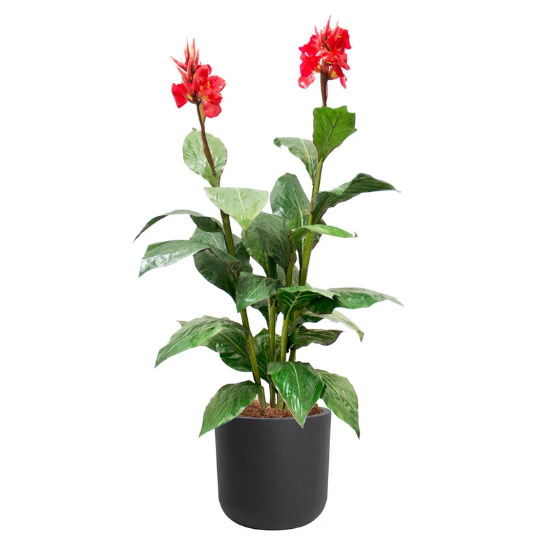 Canna en Fleurs Pot Noir Rond