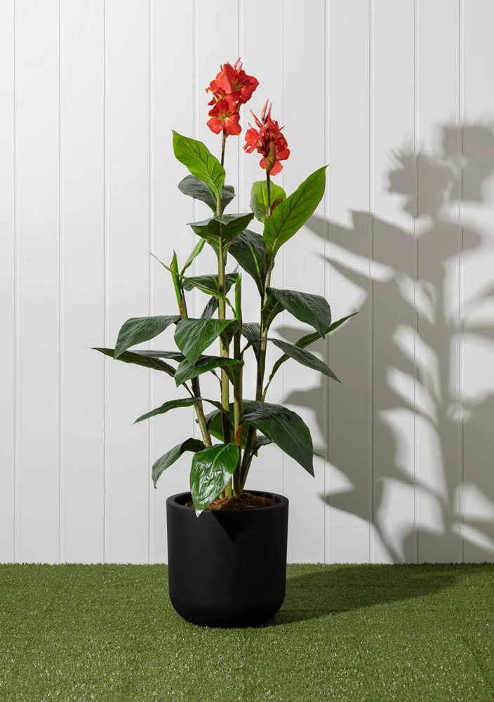 Canna en Fleurs Pot Noir Rond