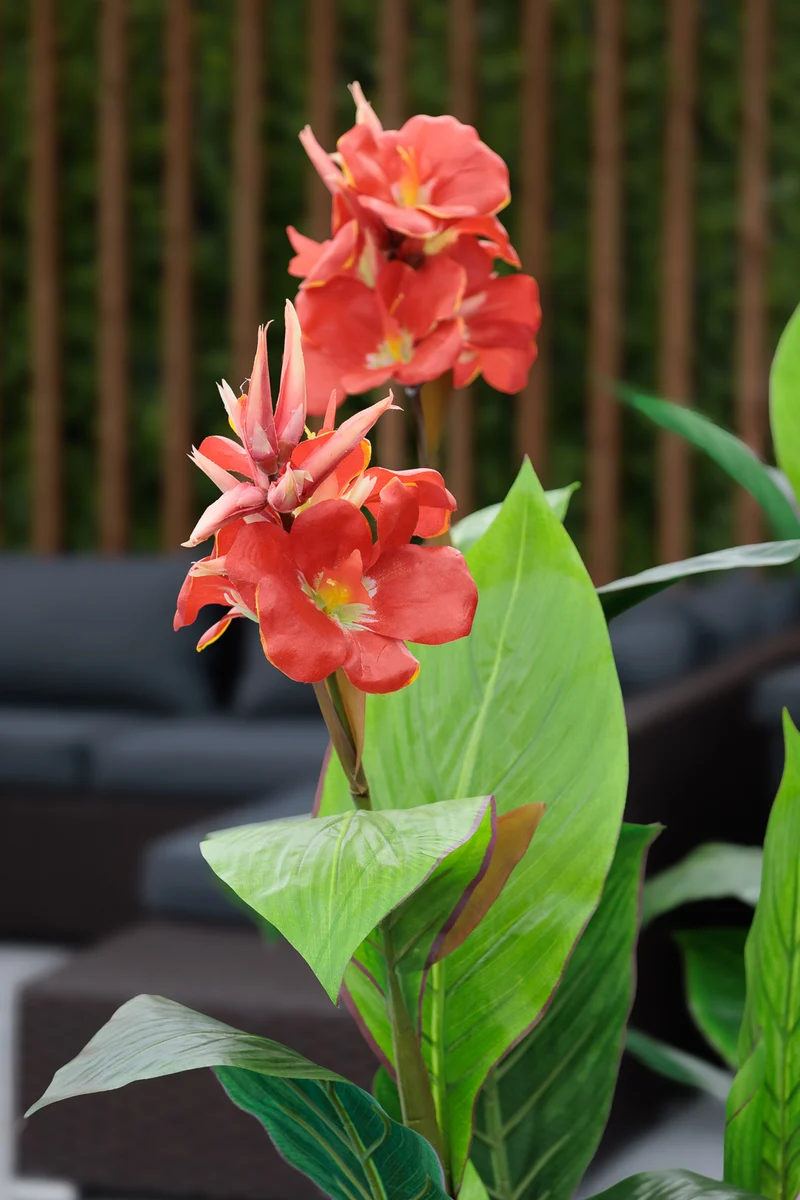 Canna en Fleurs Pot Noir Rond