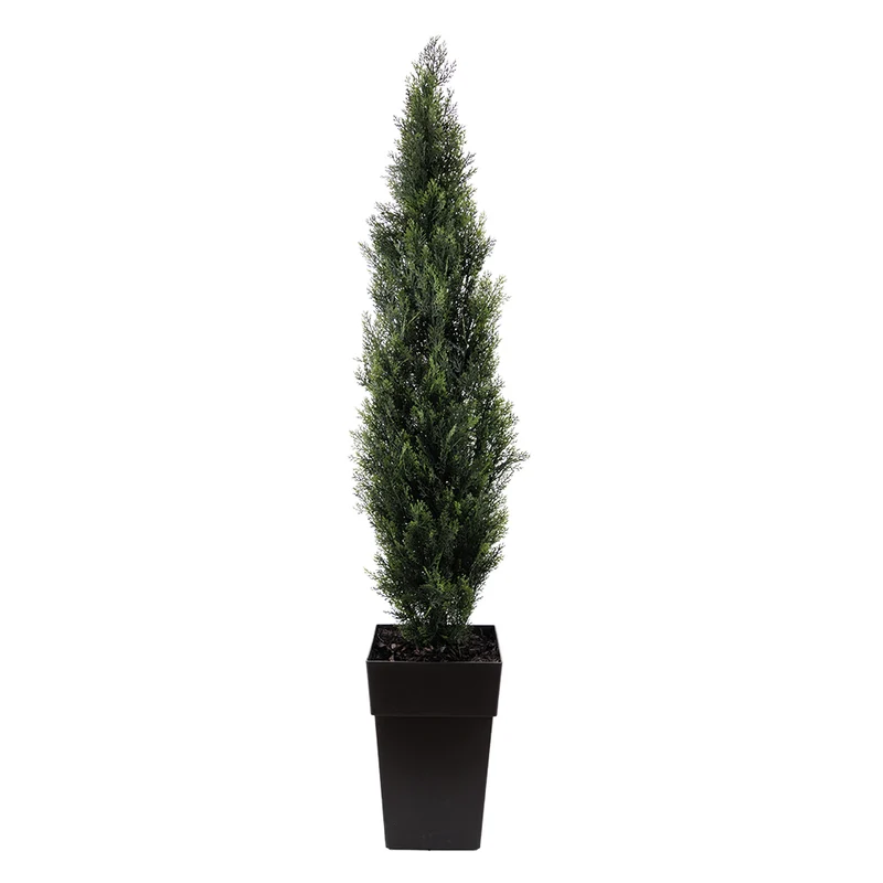 Cèdre Pot Noir