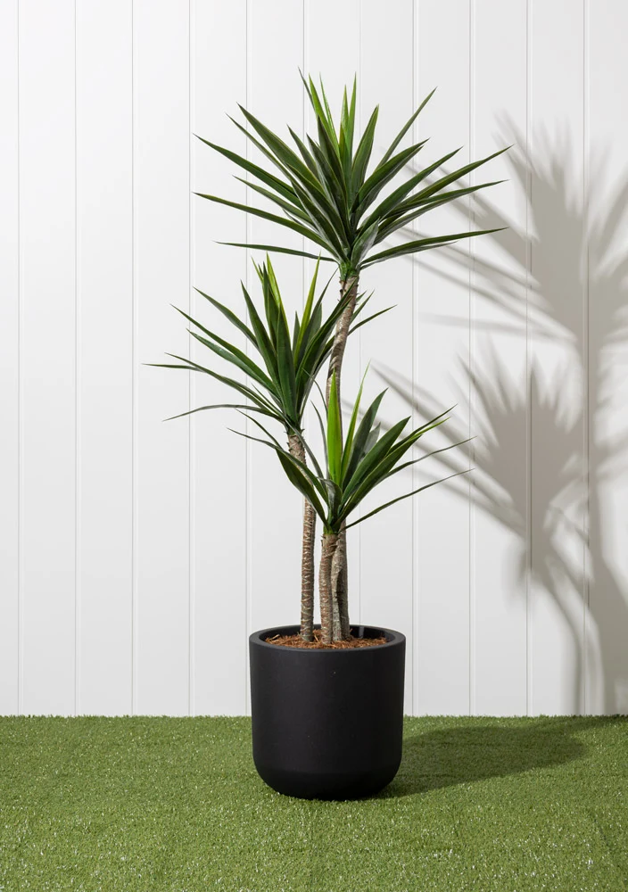 Yucca à 3 Trons Pot Noir Rond