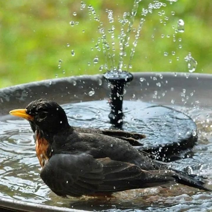 Fontaine Solaire pour Oiseaux