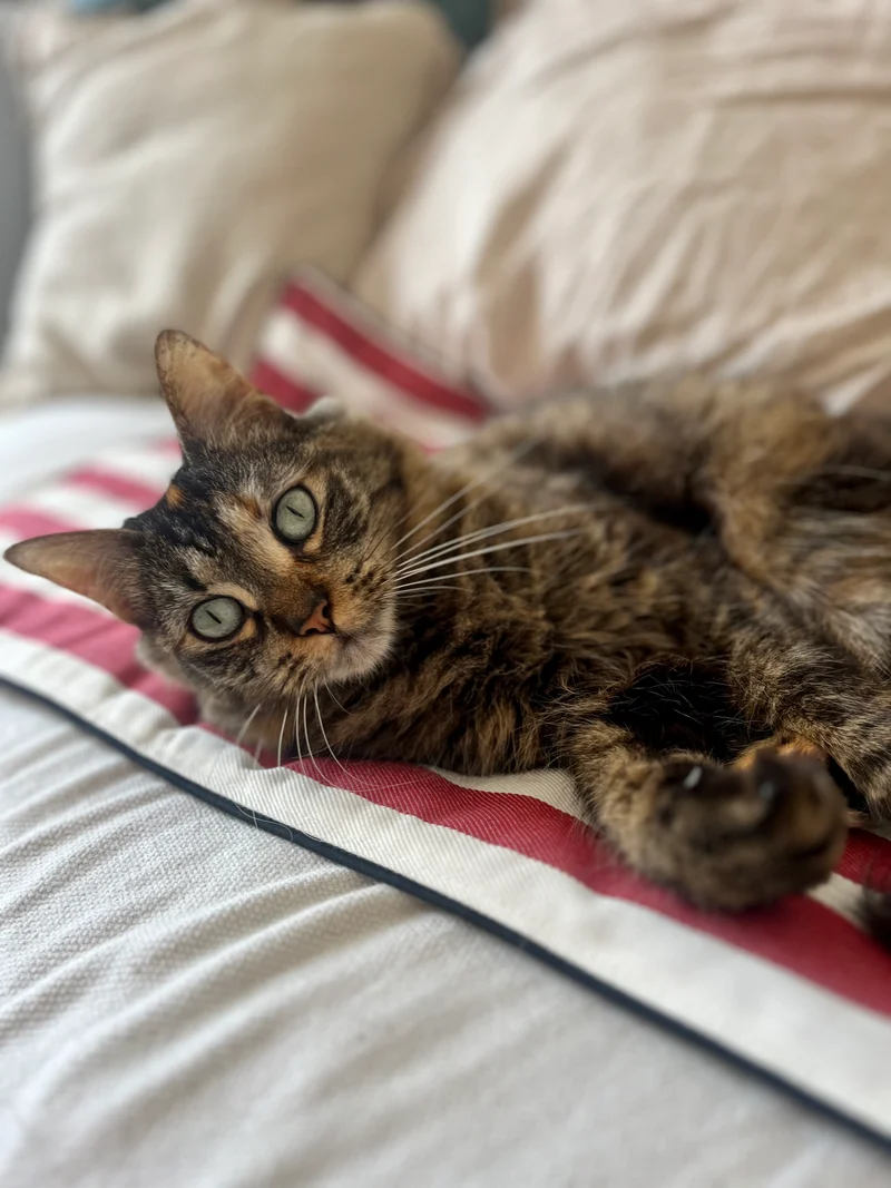 Plaid nomade pour chiens et chats - collection Maison Jean Vier 2023