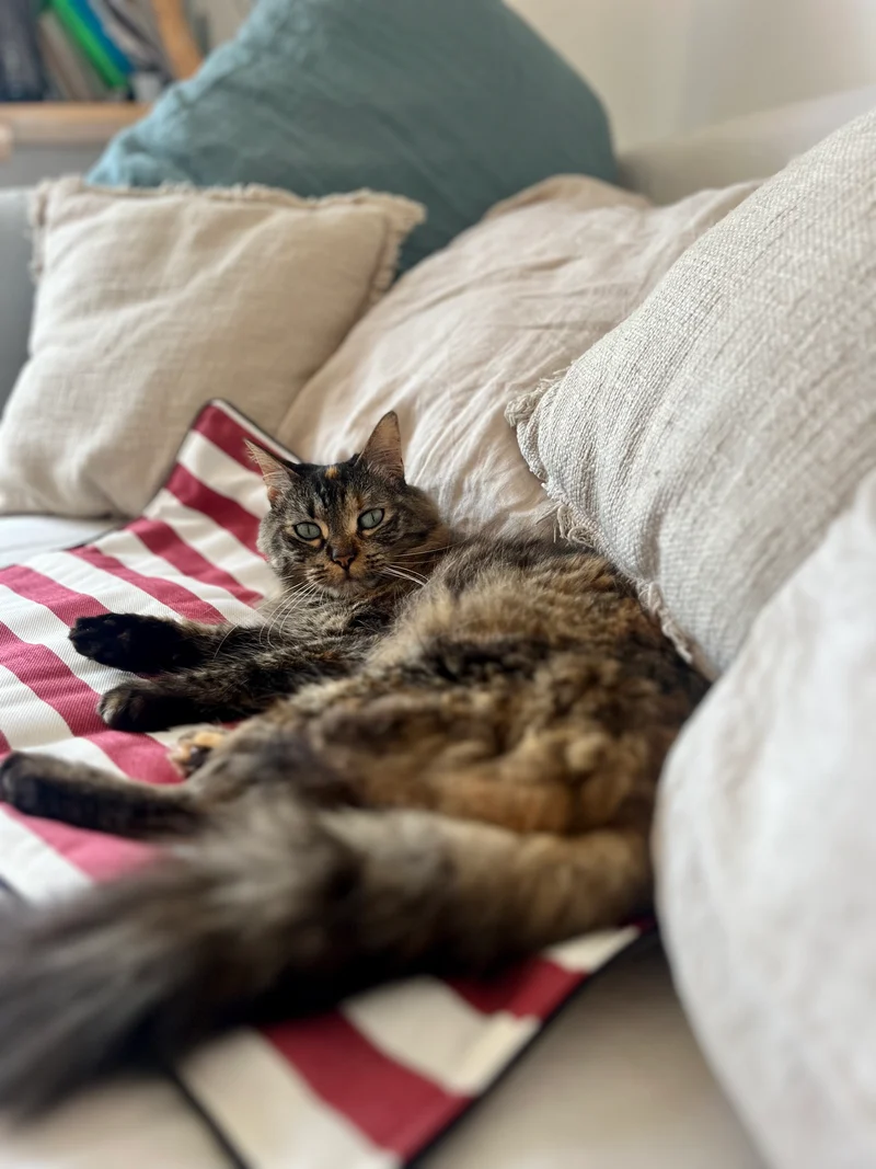 Plaid nomade pour chiens et chats - collection Maison Jean Vier 2023