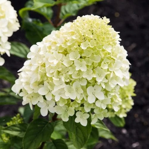 Hydrangea Paniculata Magical Candle in vaso da 18cm