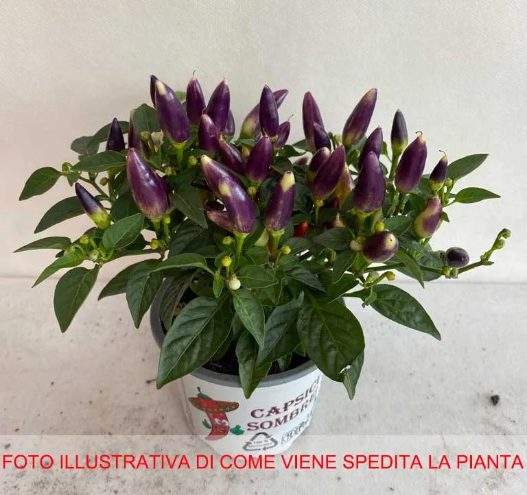CAPSICUM ANNUUM ACAPULCO PEPERONCINO ORNAMENTALE VASO 12CM