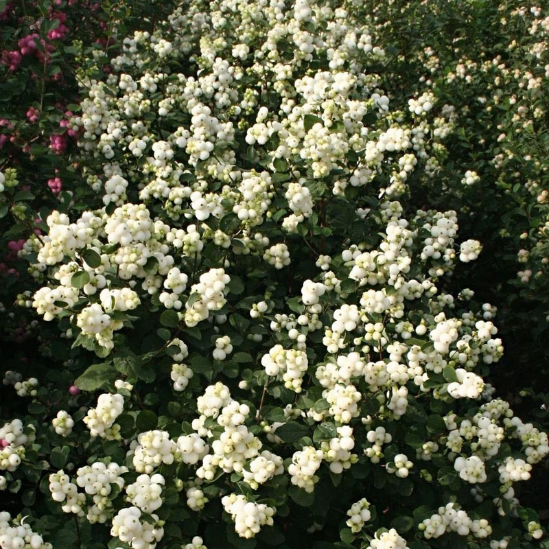SYMPHORICARPOS ALBERO DELLE PERLE MAGICAL GALAXY VASO DA 19CM