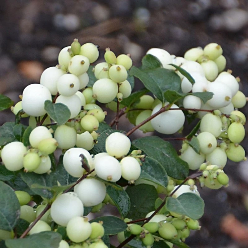 SYMPHORICARPOS ALBERO DELLE PERLE MAGICAL GALAXY VASO DA 19CM