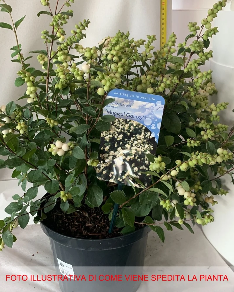 SYMPHORICARPOS ALBERO DELLE PERLE MAGICAL GALAXY VASO DA 19CM
