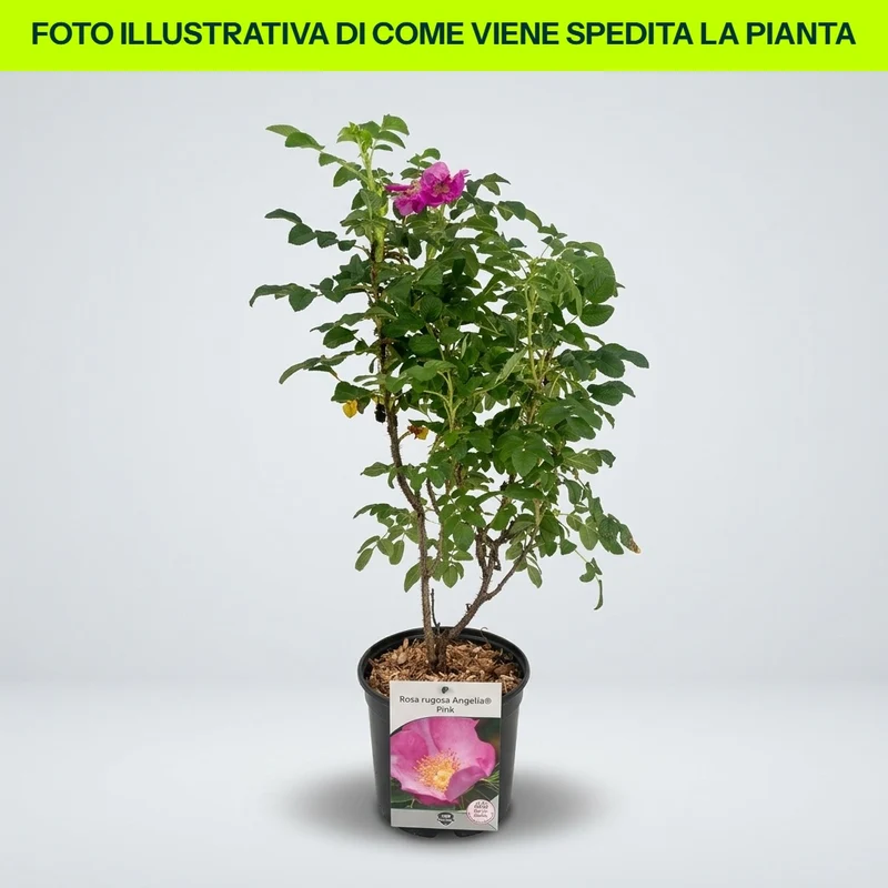 Rosa Rugosa Angelia Pink in vaso da 18cm