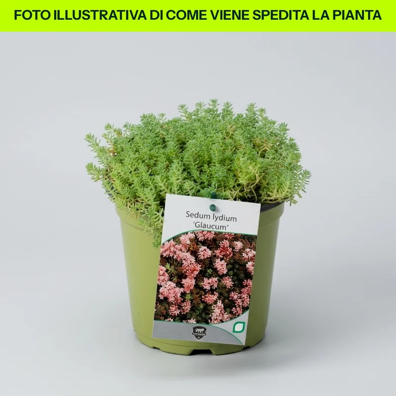 Sedum Lydium Glaucum in vaso da 17cm