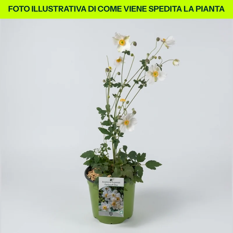 Anemone Hupehensis Fantasy Elsa in vaso da 18cm
