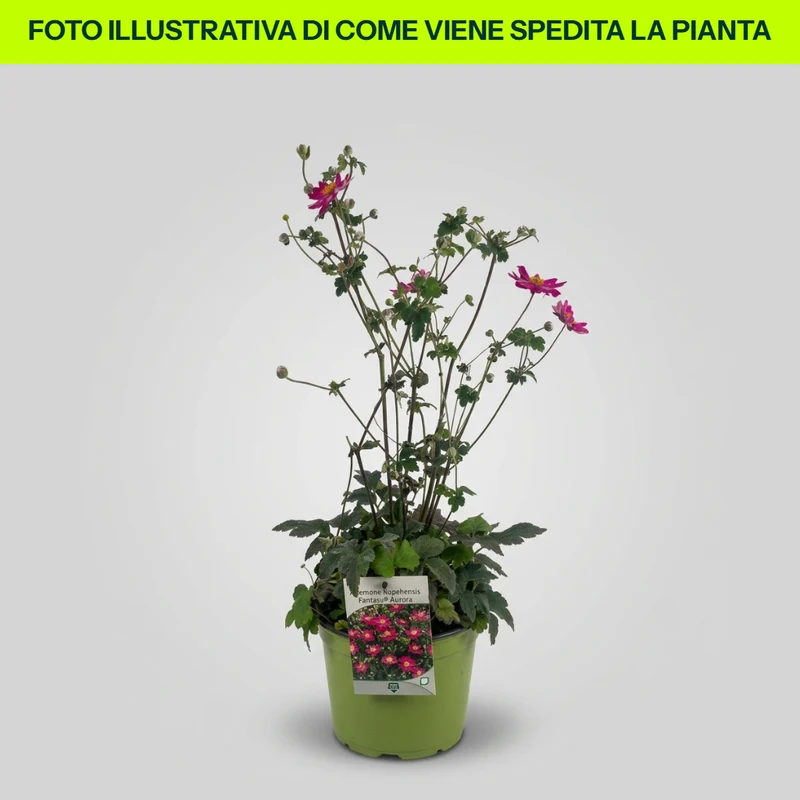 Anemone Hupehensis Fantasy Aurora in vaso da 18cm
