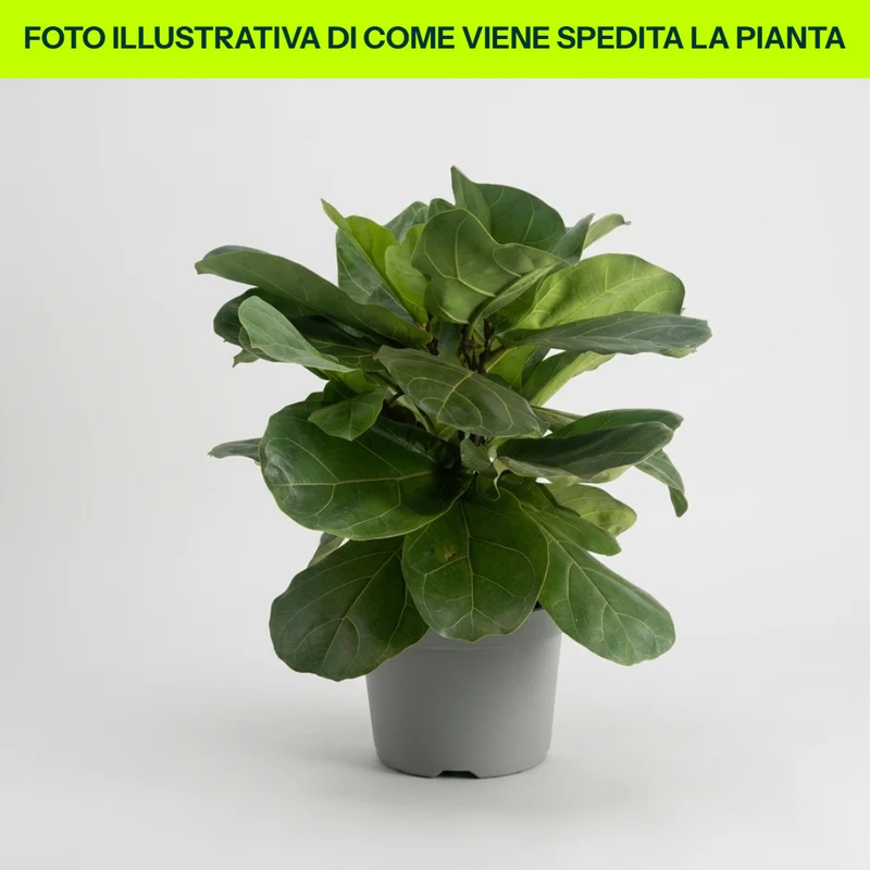 FICUS LYRATA 21CM
