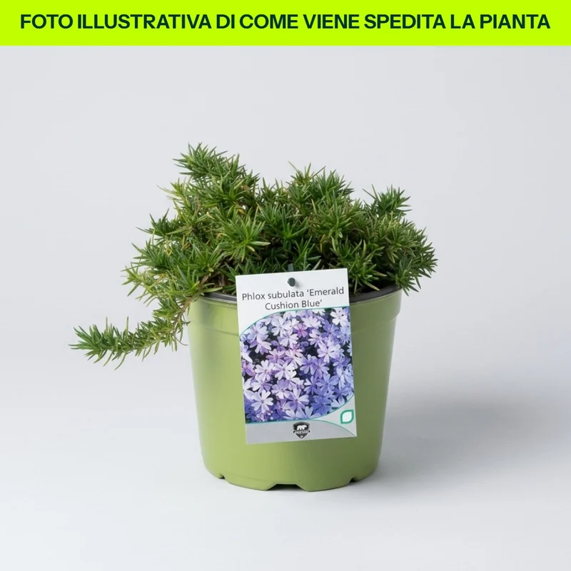 PHLOX SUBULATA EMERALD BLUE VASO 18CM