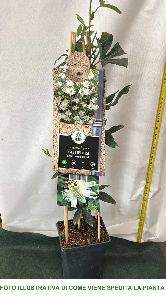 PASSIFLORA CONSTANCE ELLIOT VASO 17CM