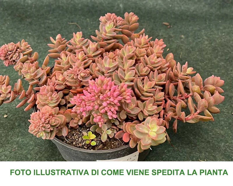 SEDUM SACHALIN VASO 13CM
