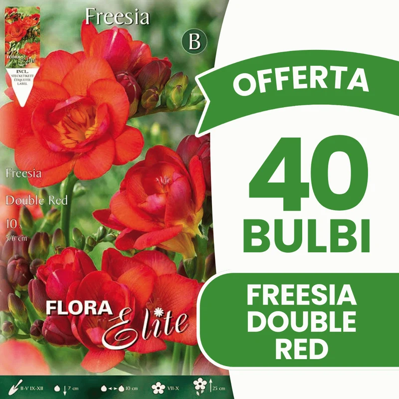 OFFERTA 40 BULBI FREESIA DOUBLE RED