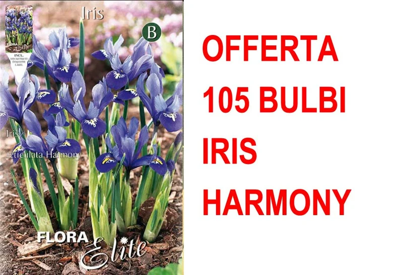 OFFERTA 105 BULBI IRIS RETICULATA HARMONY