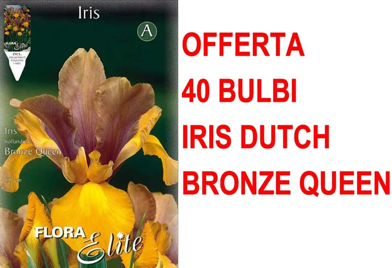 OFFERTA 40 BULBI IRIS HOLLANDICA BRONZE QUEEN