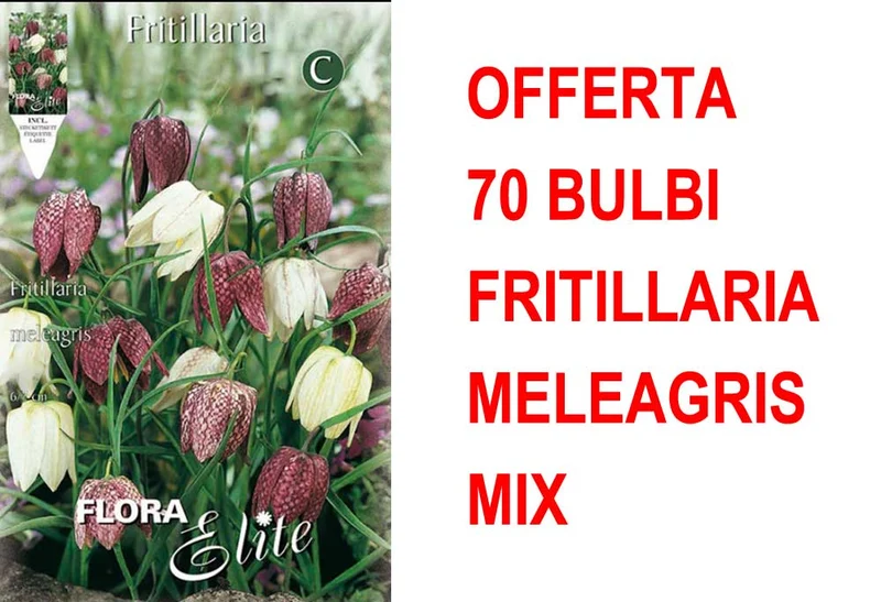 OFFERTA 70 BULBI FRITILLARIA MELEAGRIS MIXED