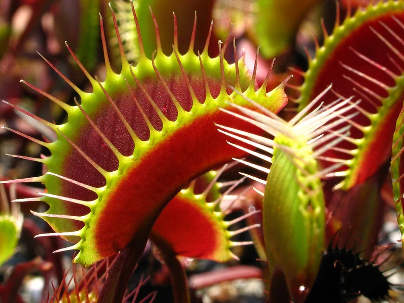 PIANTA CARNIVORA DIONEA MUSCIPULA VASO 12CM