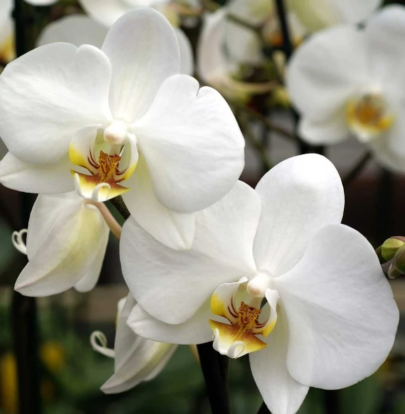 ORCHIDEA PHALAENOPSIS BIANCA VASO 12CM 1 RAMO