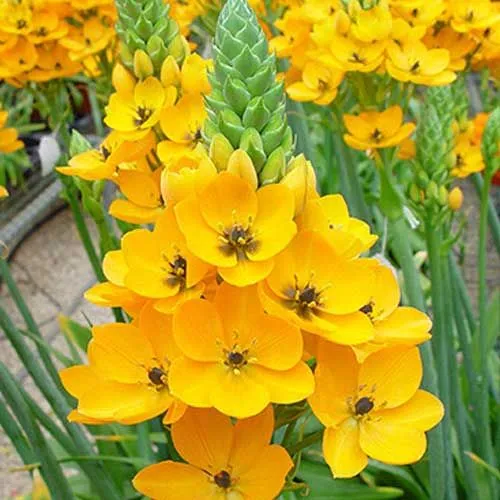 ORNITHOGALUM DUBIUM ARANCIONE/GIALLO ASSORTITO VASO 12CM