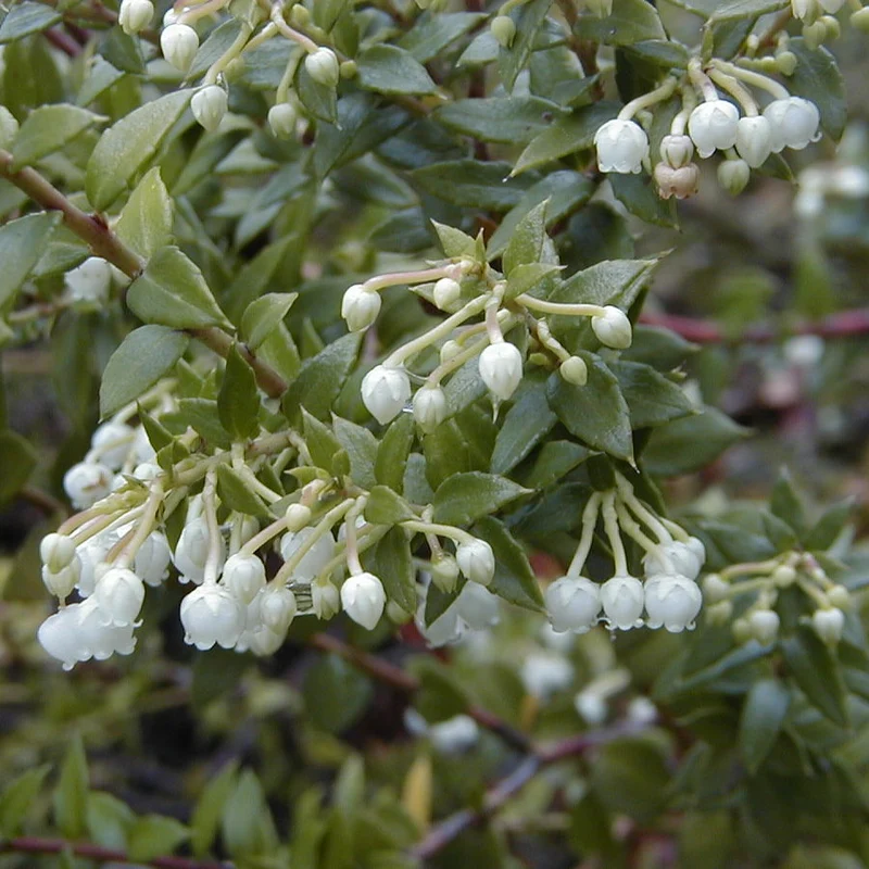 GAULTHERIA BIANCA IN VASO DA 12CM
