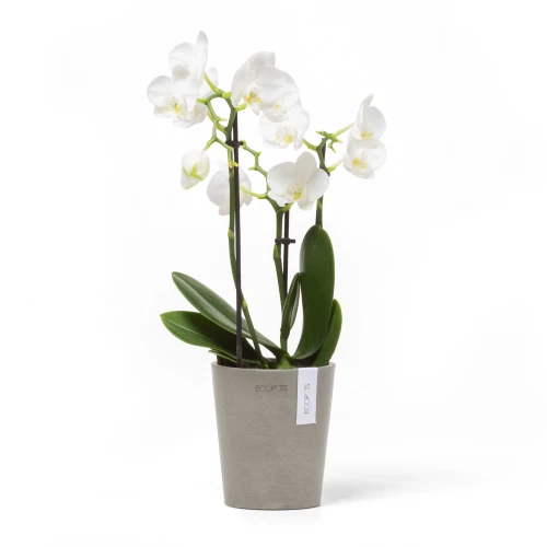 Vaso Per Orchidee Morinda D11 H12.5 Talpa Ecopots