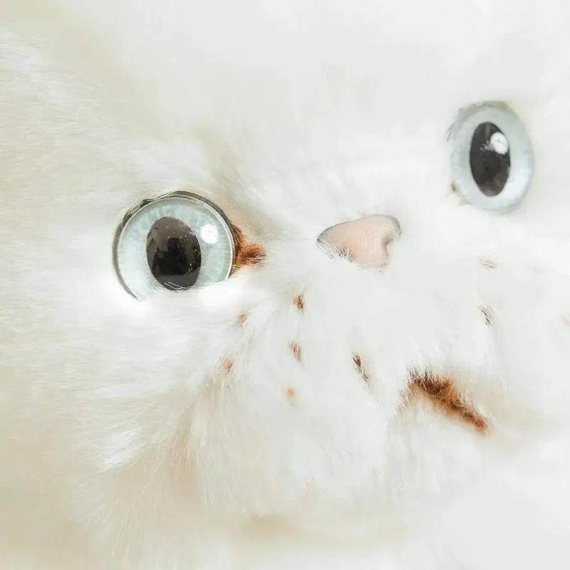 Ma Peluche Chat Oscar - La Pelucherie