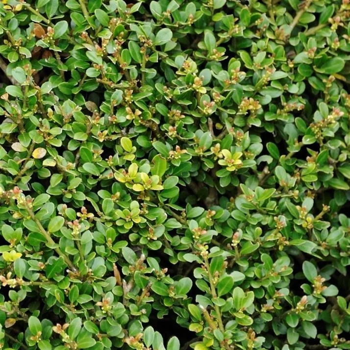 Ilex Crenata Convexa Stokes in vaso 9cm
