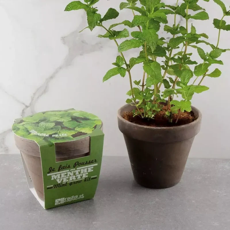 Pot en terre cuite - Menthe verte - Radis et Capucine