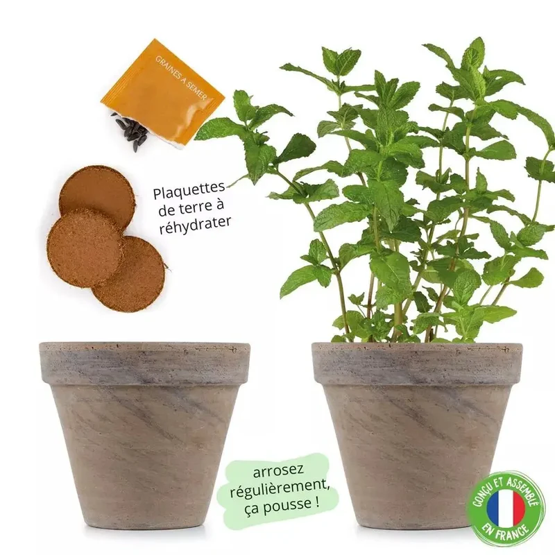Pot en terre cuite - Menthe verte - Radis et Capucine