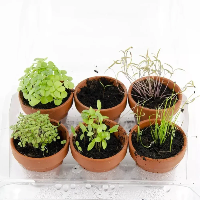 Mini serre de jardinage aromatiques à semer - Radis et Capucine