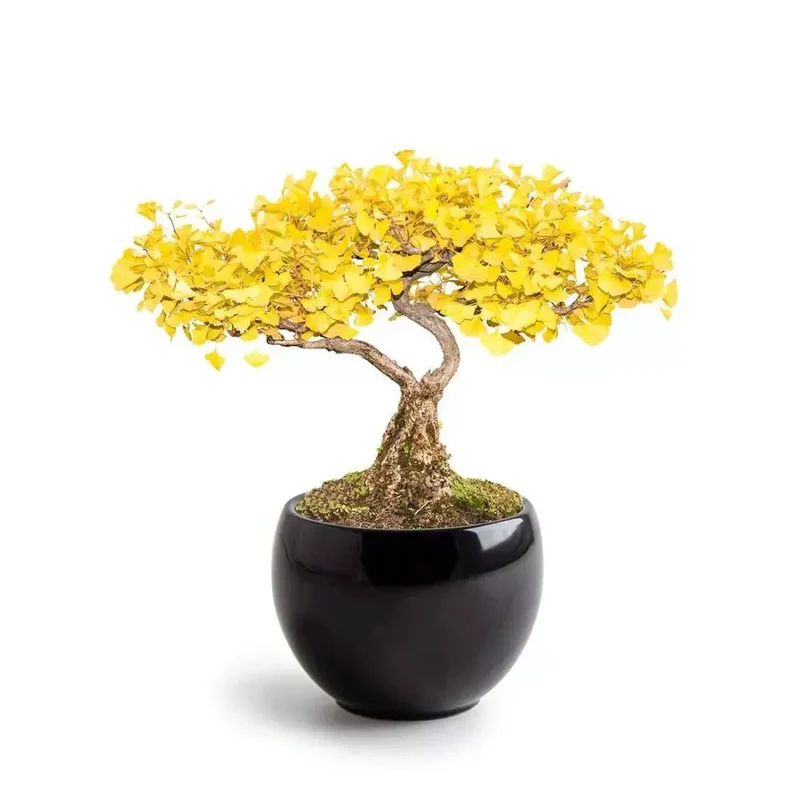 Kit Bonsaï Ginkgo - Radis et Capucine