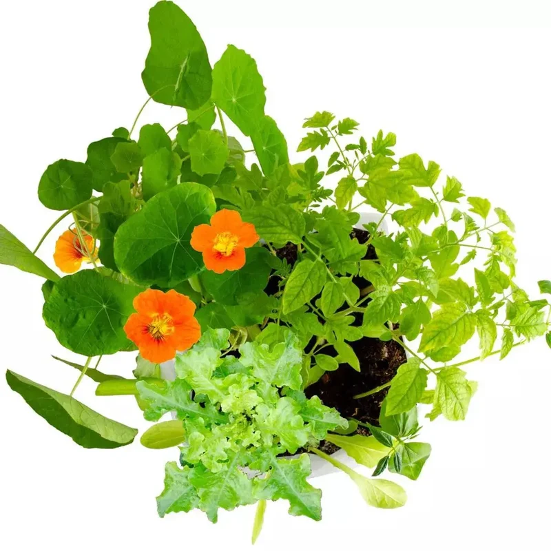 Atelier - Maxi potager - Radis et Capucine